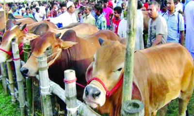 পশুর হাটে নিরাপত্তা শঙ্কা