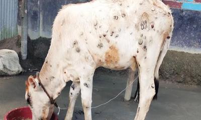 গরুর ল্যাম্পি স্কিন রোগে দিশেহারা কুড়িগ্রামের খামারিরা