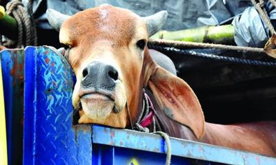 প্রস্তুত হাটে ক্রেতার অপেক্ষা