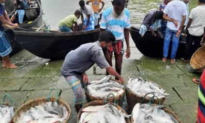 কক্সবাজারে ১৪ ঘণ্টায় ১২ টন ইলিশ বিক্রি