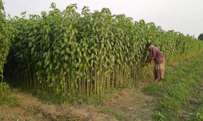 ভেড়ামারাতে পাটের বাম্পার ফলন 