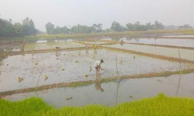 শীতের তীব্রতা বাড়লেও থেমে নেই চাষিরা