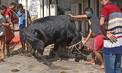 দ্বিতীয় দিনও চলছে পশু কুরবানি