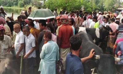 চাঁচকৈড় পশু হাটে বেজায় খুশি ক্রেতারা