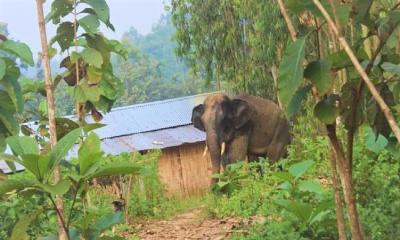 ঝিনাইগাতীতে বন্য হাতির তাণ্ডব