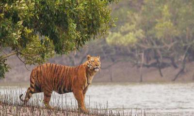 জানুয়ারি থেকে সুন্দরবনে বাঘ গণনা শুরু