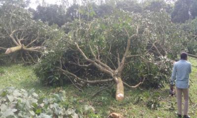 মিঠাপুকুরে গাছ কেটে জমি দখলের চেষ্টার অভিযোগ