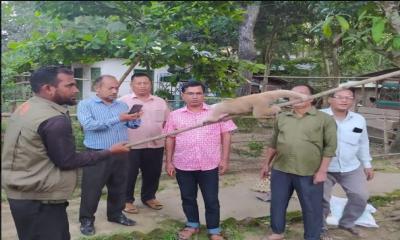 কাপ্তাই জাতীয় উদ্যানে বিপন্ন প্রজাতির লজ্জাবতী বানর অবমুক্ত
