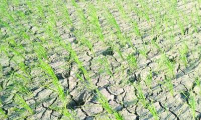 আলমডাঙ্গায় বৃষ্টির অভাবে আউশ চাষে বিপাকে কৃষকরা