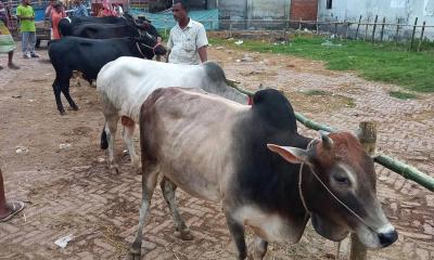 নাটোরে কোরবানির জন্য প্রস্তুত ৫ লক্ষাধিক পশু