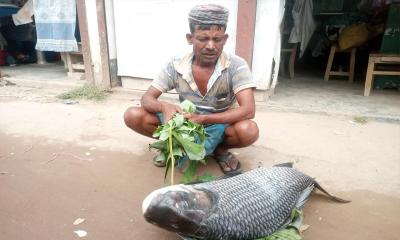 কাতলা মাছের কেজি ১২০০ টাকা