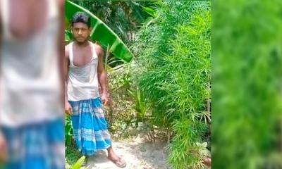 শরণখোলায় গাঁজা গাছসহ একজন গ্রেপ্তার