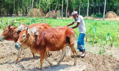 বিলুপ্তির পথে গরুর হাল