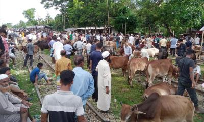 হাটহাজারীর ১৪ স্থানে বসছে কোরবানি পশুরহাট