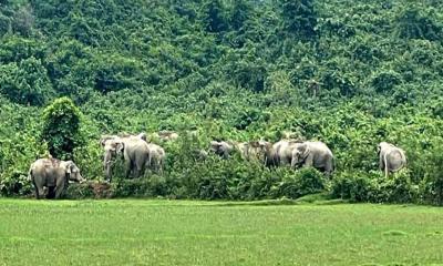 বন্যহাতি আতংকে দুর্গাপুর সীমান্তবাসী