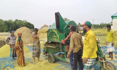 নকলায় বোরো আবাদ ঘরে উঠাতে ব্যস্ত কৃষকরা