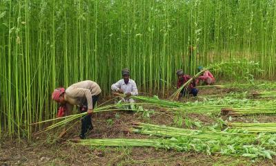 ঘোড়াঘাটে পাটের ফলন ও দামে খুশি কৃষক