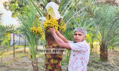 গোসাইরহাটে সৌদি খেজুরের চারা বিক্রি করে সফল চাষি