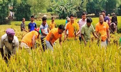 ফুলবাড়ীতে কৃষকের ধান কেটে দিল যুবলীগ