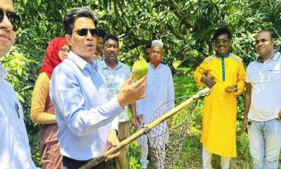 বিষমুক্ত আম আহরণের উদ্বোধন জেলা প্রশাসকের