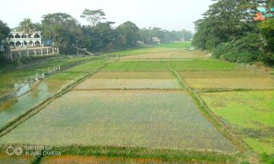 নান্দাইলে জৌলস হারানো নদীর বুকে বোরো ধান আবাদ  