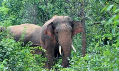 রাঙ্গামাটির কুরকুটিছড়িতে বন্য হাতির আক্রমণে ১ জনের মৃত্যু