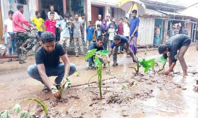 ঝালকাঠি পৌর সড়কে কচুগাছ লাগিয়ে অভিনব প্রতিবাদ