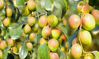 কৃষি অর্থনীতিতে সম্ভাবনাময় কুল