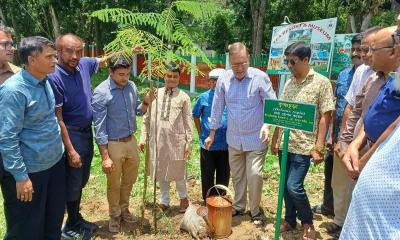 শ্রীমঙ্গলে সৌন্দর্যবর্ধনে সড়কে ফুল গাছের চারা রোপন