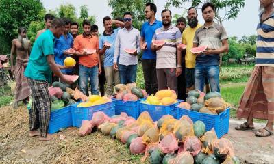 বারোমাসি তরমুজ চাষে ভাগ্য খুলেছে সিরাজুলের