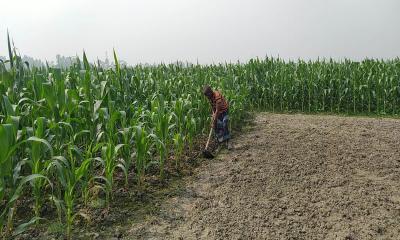 ভুট্টায় ভরপুর নাগেশ্বরীর চরাঞ্চল 