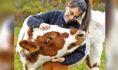 ভারতে ‘গরু জড়িয়ে ধরা দিবস’ প্রত্যাহার