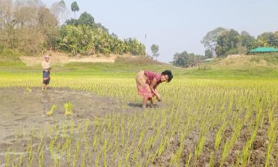 কাপ্তাই হ্রদের জলেভাসা জমিতে বোরো আবাদ শুরু