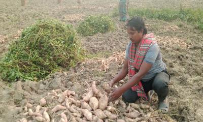 গাংনীতে মিষ্টি আলুর চাষে বাম্পার ফলন