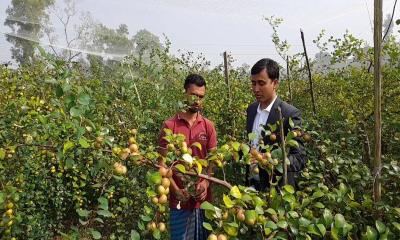 কুল চাষে সুবর্ণচরের চাষিদের সাফল্য