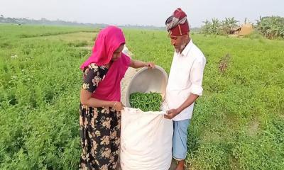 ইউরোপে রপ্তানি হবে গোসাইরহাটের কাঁচা মরিচ