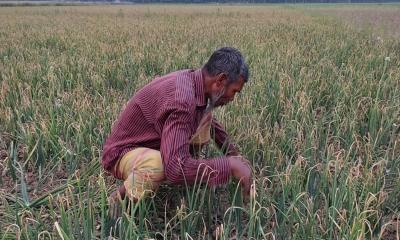 ফরিদপুরে পেঁয়াজ চাষীদের কপালে চিন্তার ভাঁজ