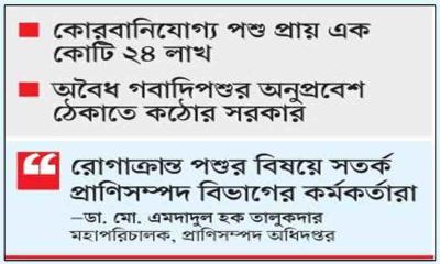 কোরবানির পশুর সংকট নেই দাম নিয়ে শঙ্কায় খামারিরা