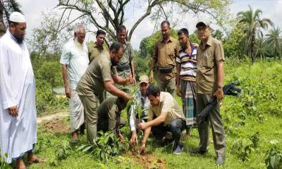 ভালুকায় বনভূমি উদ্ধার করে সামাজিক বনায়ন