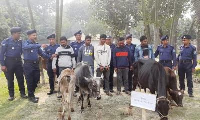 গাইবান্ধায় গরুসহ চোর চক্রের ৫ সদস্য গ্রেপ্তার