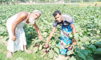 রাণীনগরে পরীক্ষামূলকভাবে ডাব বেগুন চাষে সফলতা