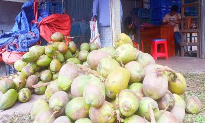 ডেঙ্গুর সঙ্গে পাল্লা দিয়ে বাড়ছে ডাবের দাম