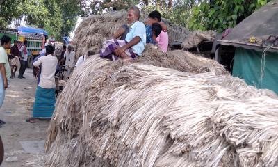 চাটমোহরে পাটের দাম কম, লোকসানে চাষিরা