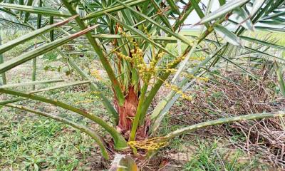 নওগাঁর রাণীনগরে চাষ হচ্ছে সৌদির খেজুর