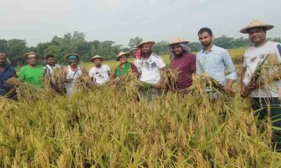 কেরানীগঞ্জে কৃষকের ধান কেটে দিলো  কৃষক লীগের নেতাকর্মীরা