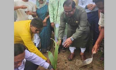 প্রধানমন্ত্রী শেখ হাসিনা বৃক্ষরোপণের ওপর জোর দিয়েছেন