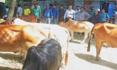 চট্টগ্রামের সাগরিকায় ১০ অবৈধ কোরবানি পশুর হাটে অভিযান