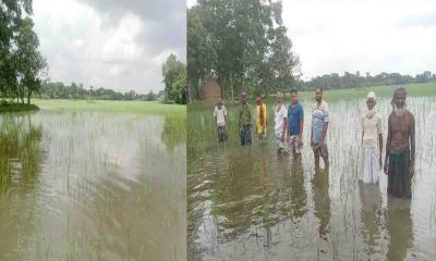 নান্দাইলে জলাবদ্ধতায় আমন হারাচ্ছে শতাধিক কৃষক