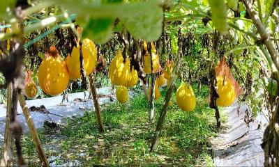 তালায় তরমুজের ফলনে কৃষকের মুখে হাসি