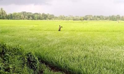 অভয়নগরে সাড়ে ৭ হাজার হেক্টর জমিতে আমন চাষ